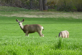 Filename=P1030168.JPG
Filesize=5405KiB
Dimensions=4320x2880
Date added=Sep 23, 2019 P1030168.JPG