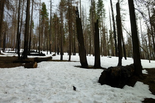 Filename=P1030229.JPG
Filesize=5486KiB
Dimensions=4320x2880
Date added=Sep 23, 2019 P1030229.JPG