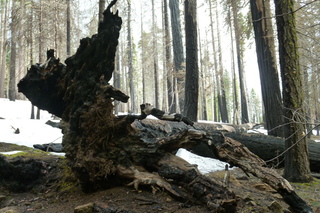 Filename=P1030231.JPG
Filesize=5351KiB
Dimensions=4320x2880
Date added=Sep 23, 2019 P1030231.JPG