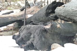 Filename=P1030234.JPG
Filesize=5171KiB
Dimensions=4320x2880
Date added=Sep 23, 2019 P1030234.JPG