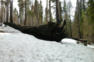 Filename=P1030240.JPG
Filesize=5581KiB
Dimensions=4320x2880
Date added=Sep 23, 2019 P1030240.JPG