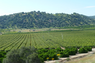 Filename=P1030259.JPG
Filesize=5200KiB
Dimensions=4320x2880
Date added=Sep 23, 2019 P1030259.JPG