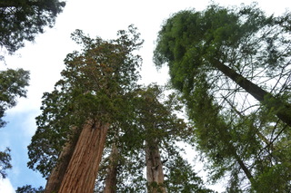 Filename=P1030324.JPG
Filesize=5269KiB
Dimensions=4320x2880
Date added=Sep 23, 2019 P1030324.JPG