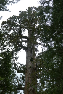 Filename=P1030327.JPG
Filesize=4599KiB
Dimensions=2880x4320
Date added=Sep 23, 2019 P1030327.JPG