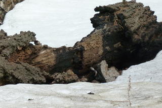 Filename=P1030353.JPG
Filesize=5229KiB
Dimensions=4320x2880
Date added=Sep 23, 2019 P1030353.JPG