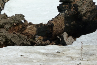 Filename=P1030354.JPG
Filesize=5193KiB
Dimensions=4320x2880
Date added=Sep 23, 2019 P1030354.JPG