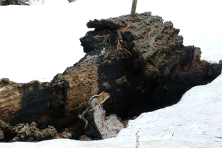 Filename=P1030356.JPG
Filesize=4444KiB
Dimensions=4320x2880
Date added=Sep 23, 2019 P1030356.JPG