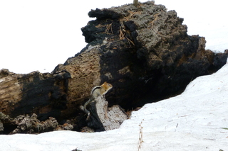 Filename=P1030357.JPG
Filesize=4555KiB
Dimensions=4320x2880
Date added=Sep 23, 2019 P1030357.JPG