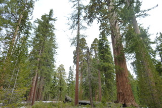 Filename=P1030365.JPG
Filesize=5195KiB
Dimensions=4320x2880
Date added=Sep 23, 2019 P1030365.JPG