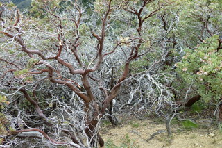 Filename=P1030396.JPG
Filesize=5353KiB
Dimensions=4320x2880
Date added=Sep 23, 2019 P1030396.JPG