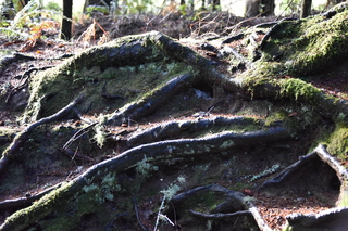 Filename=DSC_1009.JPG
Filesize=21109KiB
Dimensions=7360x4912
Date added=Dec 30, 2019 DSC_1009.JPG