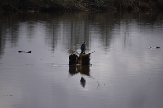 Filename=DSC_1010.JPG
Filesize=15385KiB
Dimensions=7360x4912
Date added=Dec 30, 2019 DSC_1010.JPG