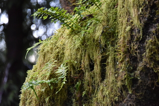 Filename=DSC_1018.JPG
Filesize=19315KiB
Dimensions=7360x4912
Date added=Dec 30, 2019 DSC_1018.JPG