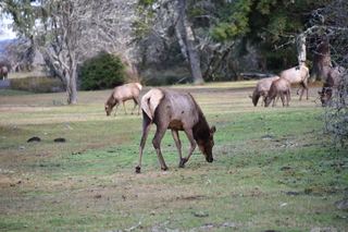 Filename=DSC_1190.JPG
Filesize=18599KiB
Dimensions=7360x4912
Date added=Dec 30, 2019 DSC_1190.JPG