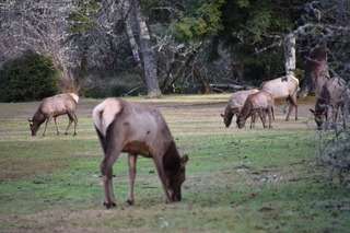 Filename=DSC_1191.JPG
Filesize=17800KiB
Dimensions=7360x4912
Date added=Dec 30, 2019 DSC_1191.JPG