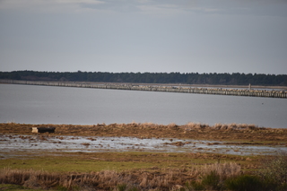 Filename=DSC_1219.JPG
Filesize=16990KiB
Dimensions=7360x4912
Date added=Dec 30, 2019 DSC_1219.JPG