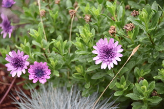 Filename=DSC_2777.JPG
Filesize=16575KiB
Dimensions=7360x4912
Date added=Sep 23, 2019 DSC_2777.JPG