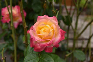 Filename=DSC_2778.JPG
Filesize=14682KiB
Dimensions=7360x4912
Date added=Sep 23, 2019 DSC_2778.JPG