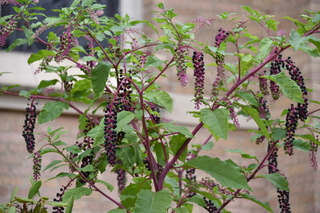 Filename=DSC_2786.JPG
Filesize=17549KiB
Dimensions=7360x4912
Date added=Sep 23, 2019 DSC_2786.JPG