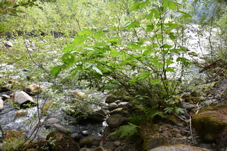 Filename=DSC_2802.JPG
Filesize=24638KiB
Dimensions=7360x4912
Date added=Sep 23, 2019 DSC_2802.JPG