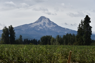 Filename=DSC_2809.JPG
Filesize=18064KiB
Dimensions=7360x4912
Date added=Sep 23, 2019 DSC_2809.JPG