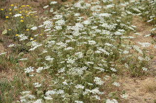 Filename=DSC_2812.JPG
Filesize=21167KiB
Dimensions=7360x4912
Date added=Sep 23, 2019 DSC_2812.JPG