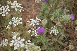 Filename=DSC_2813.JPG
Filesize=17140KiB
Dimensions=7360x4912
Date added=Sep 23, 2019 DSC_2813.JPG