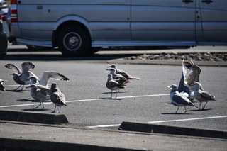 Filename=DSC_2889.JPG
Filesize=17519KiB
Dimensions=7360x4912
Date added=Sep 23, 2019 DSC_2889.JPG