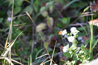 Filename=DSC_2981.JPG
Filesize=16503KiB
Dimensions=7360x4912
Date added=Sep 23, 2019 DSC_2981.JPG