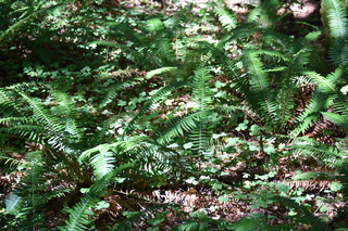 Filename=DSC_3008.JPG
Filesize=21288KiB
Dimensions=7360x4912
Date added=Sep 23, 2019 DSC_3008.JPG