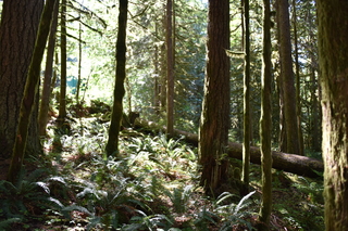 Filename=DSC_3009.JPG
Filesize=20925KiB
Dimensions=7360x4912
Date added=Sep 23, 2019 DSC_3009.JPG