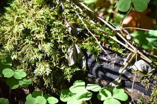 Filename=DSC_3013.JPG
Filesize=20978KiB
Dimensions=7360x4912
Date added=Sep 23, 2019 DSC_3013.JPG