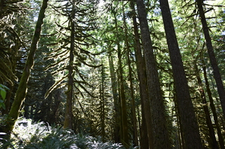 Filename=DSC_3014.JPG
Filesize=23546KiB
Dimensions=7360x4912
Date added=Sep 23, 2019 DSC_3014.JPG