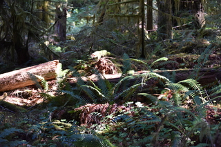 Filename=DSC_3024.JPG
Filesize=21033KiB
Dimensions=7360x4912
Date added=Sep 23, 2019 DSC_3024.JPG