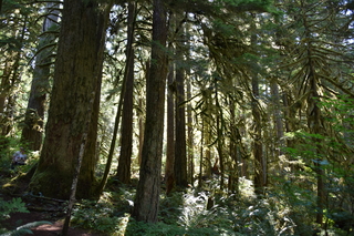 Filename=DSC_3027.JPG
Filesize=22543KiB
Dimensions=7360x4912
Date added=Sep 23, 2019 DSC_3027.JPG