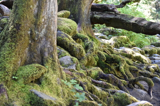 Filename=DSC_3067.JPG
Filesize=20073KiB
Dimensions=7360x4912
Date added=Sep 23, 2019 DSC_3067.JPG