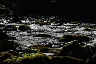 Filename=DSC_3109.JPG
Filesize=19225KiB
Dimensions=7360x4912
Date added=Sep 23, 2019 DSC_3109.JPG