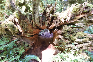 Filename=DSC_3145.JPG
Filesize=22332KiB
Dimensions=7360x4912
Date added=Sep 23, 2019 DSC_3145.JPG