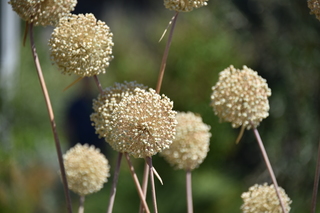 Filename=DSC_3153.JPG
Filesize=15947KiB
Dimensions=7360x4912
Date added=Sep 23, 2019 DSC_3153.JPG