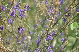 Filename=DSC_3154.JPG
Filesize=16748KiB
Dimensions=7360x4912
Date added=Sep 23, 2019 DSC_3154.JPG