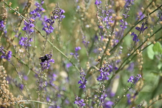 Filename=DSC_3155.JPG
Filesize=16689KiB
Dimensions=7360x4912
Date added=Sep 23, 2019 DSC_3155.JPG