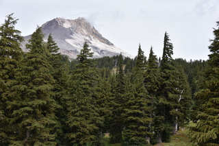 Filename=DSC_3175.JPG
Filesize=21040KiB
Dimensions=7360x4912
Date added=Sep 23, 2019 DSC_3175.JPG