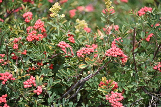 Filename=DSC_3233.JPG
Filesize=18567KiB
Dimensions=7360x4912
Date added=Sep 23, 2019 DSC_3233.JPG