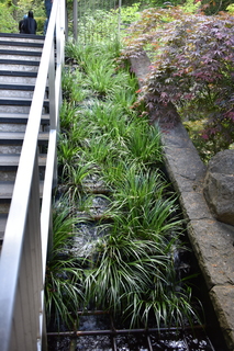 Filename=DSC_3530.JPG
Filesize=19590KiB
Dimensions=4912x7360
Date added=May 06, 2021 DSC_3530.JPG