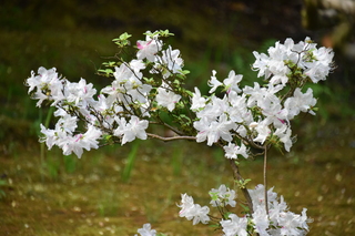 Filename=DSC_3532.JPG
Filesize=17526KiB
Dimensions=7360x4912
Date added=May 06, 2021 DSC_3532.JPG