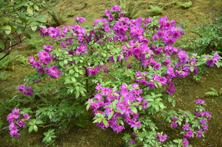 Filename=DSC_3533.JPG
Filesize=20838KiB
Dimensions=7360x4912
Date added=May 06, 2021 DSC_3533.JPG