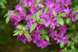 Filename=DSC_3534.JPG
Filesize=15730KiB
Dimensions=7360x4912
Date added=May 06, 2021 DSC_3534.JPG