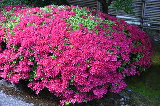 Filename=DSC_3545.JPG
Filesize=21827KiB
Dimensions=7360x4912
Date added=May 06, 2021 DSC_3545.JPG