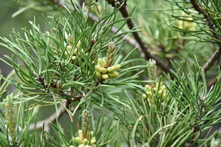 Filename=DSC_3550.JPG
Filesize=18405KiB
Dimensions=7360x4912
Date added=May 06, 2021 DSC_3550.JPG