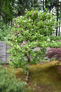 Filename=DSC_3551.JPG
Filesize=20102KiB
Dimensions=4912x7360
Date added=May 06, 2021 DSC_3551.JPG